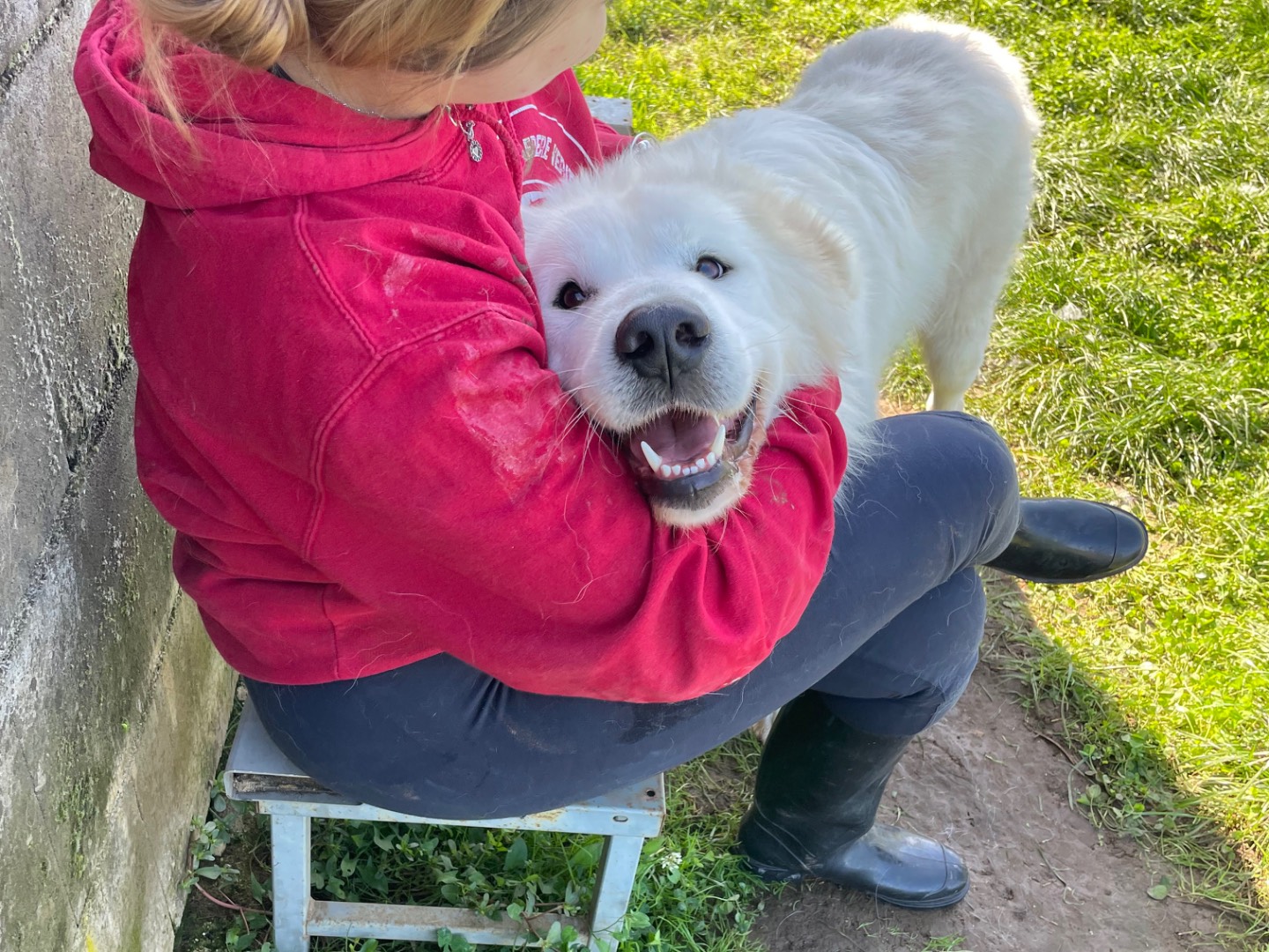 Adotta un cane, maschio, 2 anni  e 1 mese, Frosinone