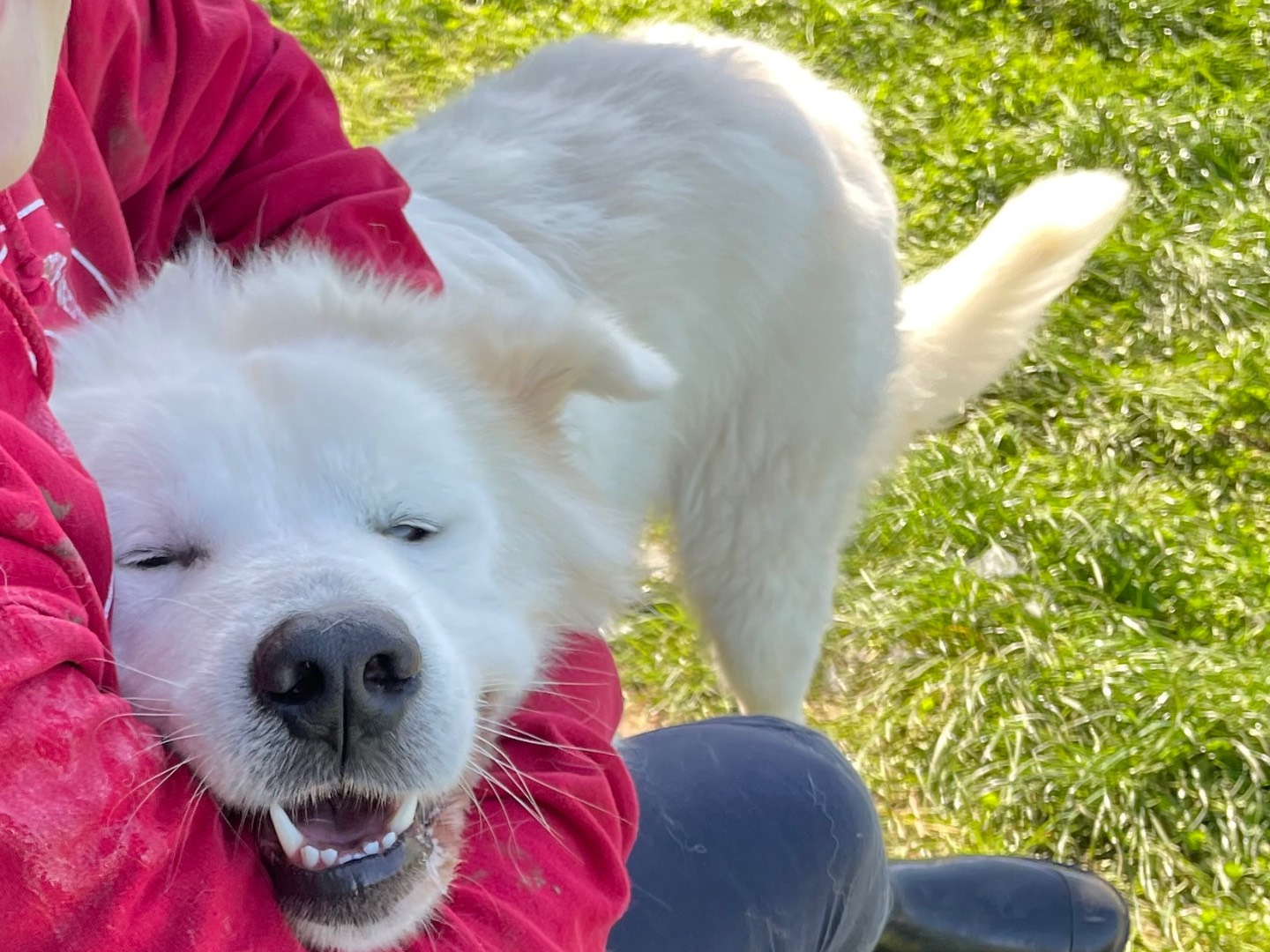 Adotta un cane, taglia gigante, maschio, Frosinone