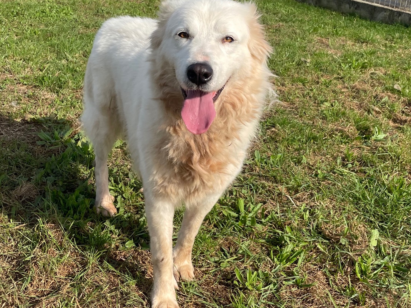 Adotta un cane, femmina, 2 anni  e 8 mesi , Frosinone