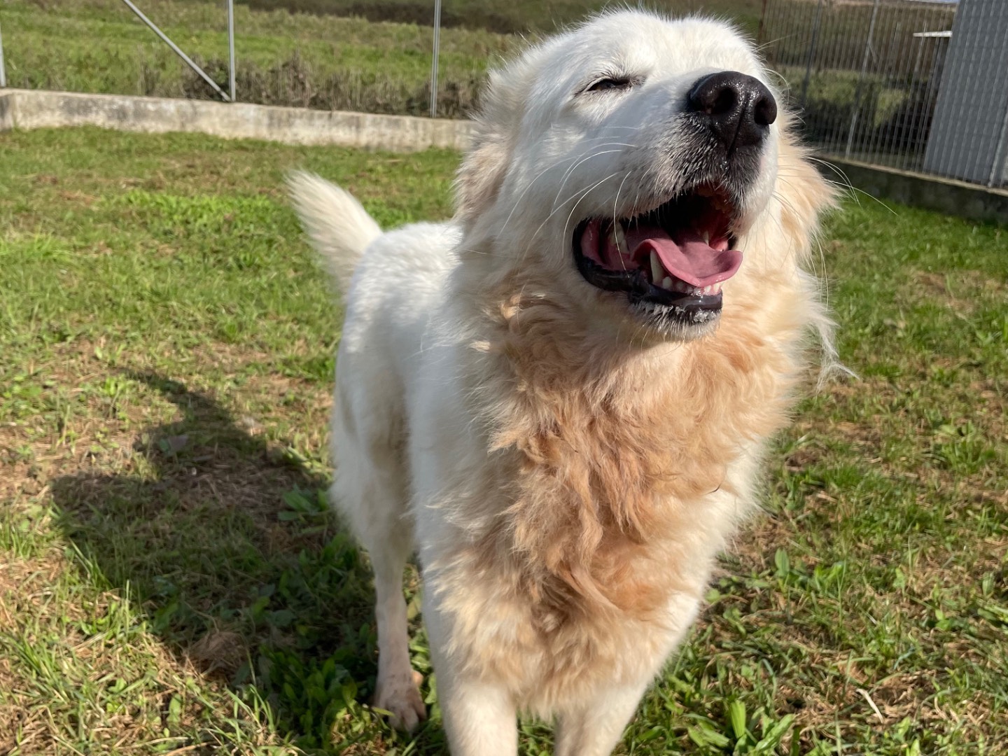 Adotta un cane, taglia grande, femmina, Frosinone