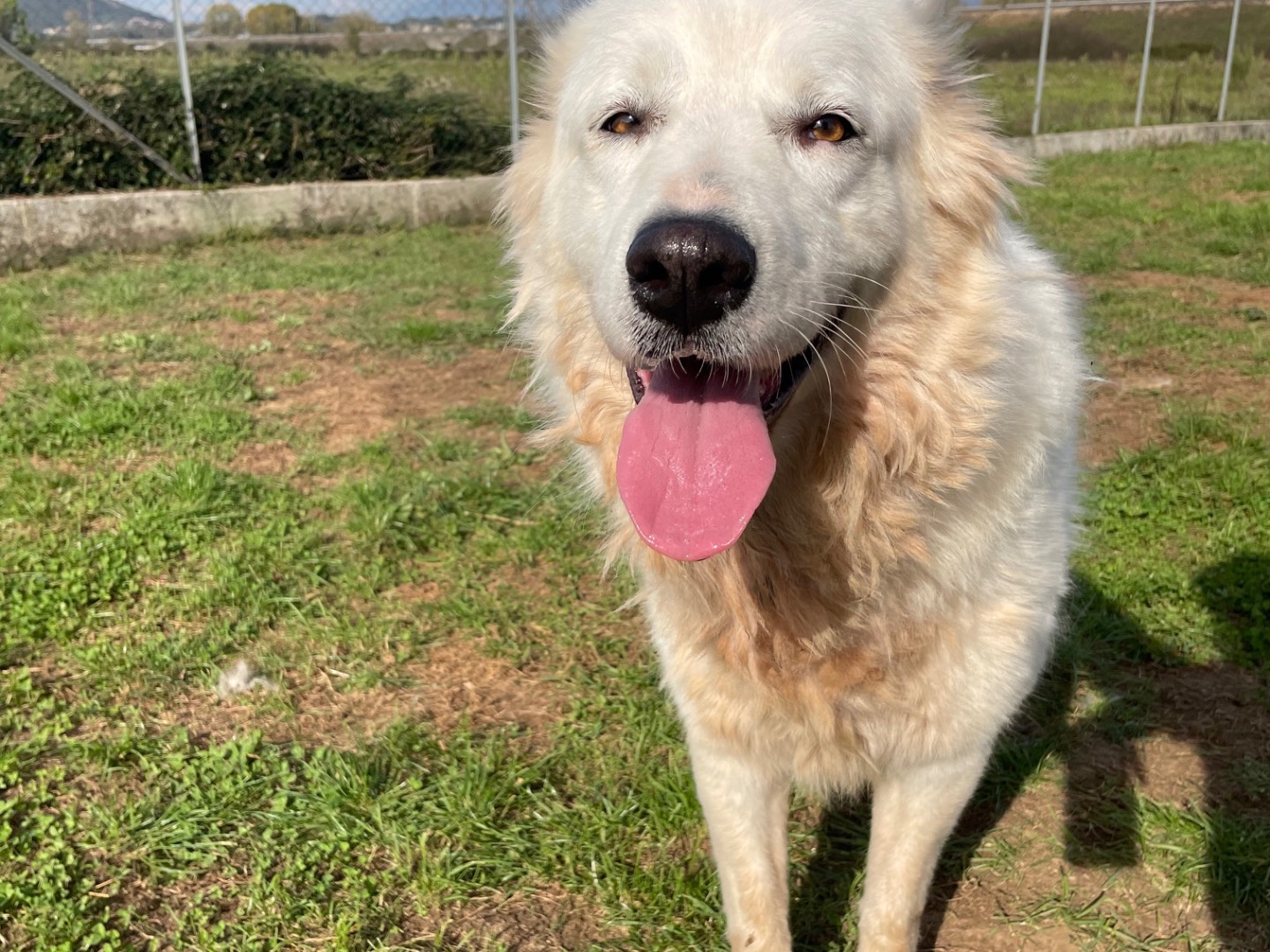 Vuoi adottare un cane a Frosinone?