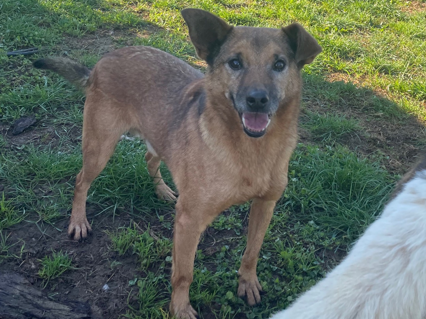 Adotta un cane, maschio, 7 anni  e 4 mesi , Frosinone