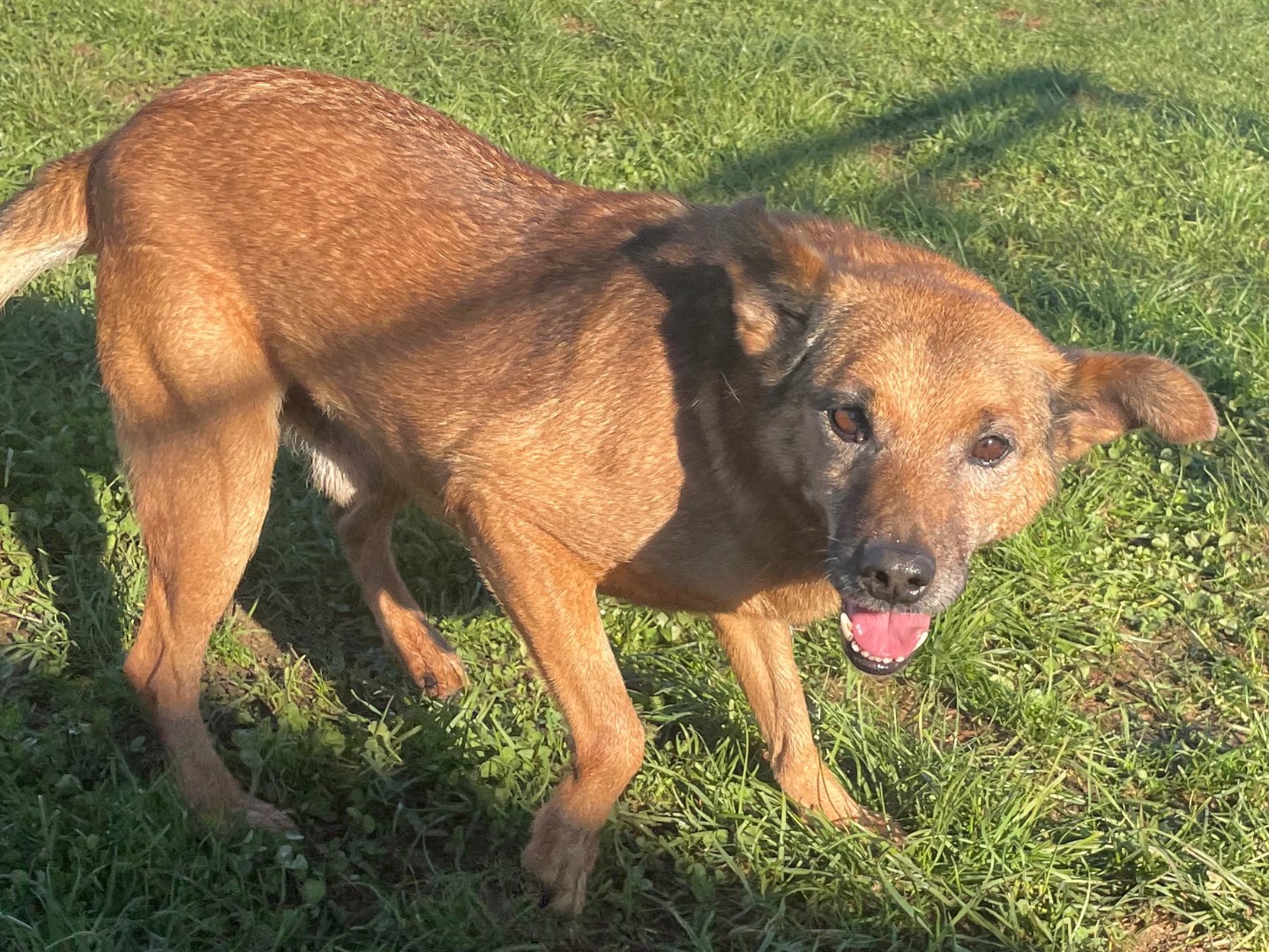 Adotta un cane, taglia piccola, maschio, Frosinone