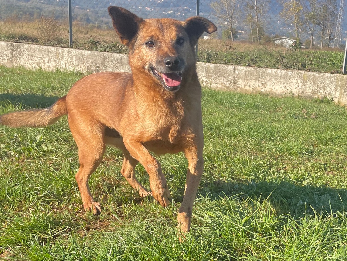 Adotta il cane amorino a Frosinone