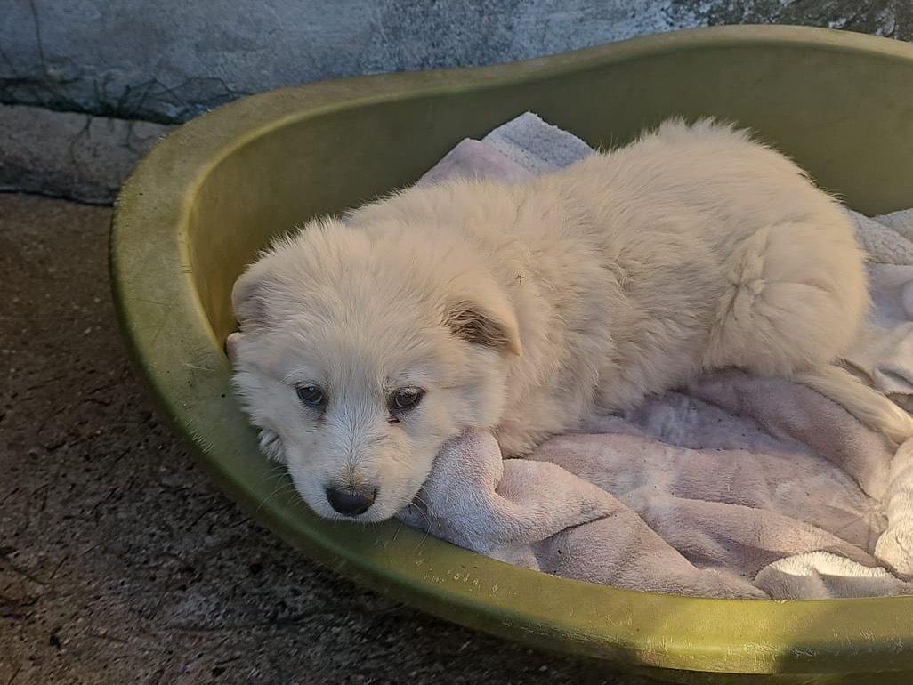 Adotta un cane, maschio, 6 mesi, Cosenza