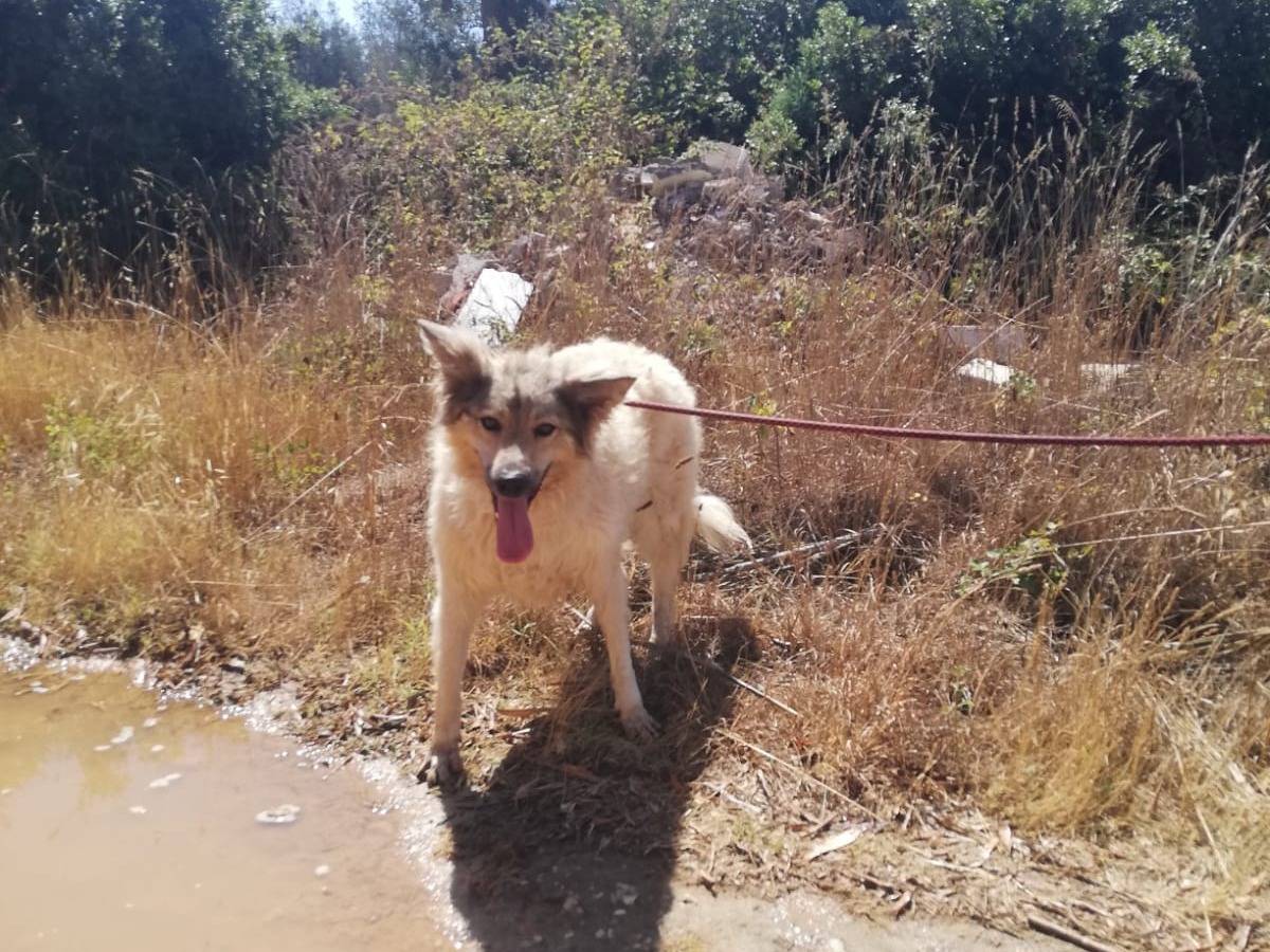 Adotta un cane, femmina, 5 anni  e 7 mesi , Lecce