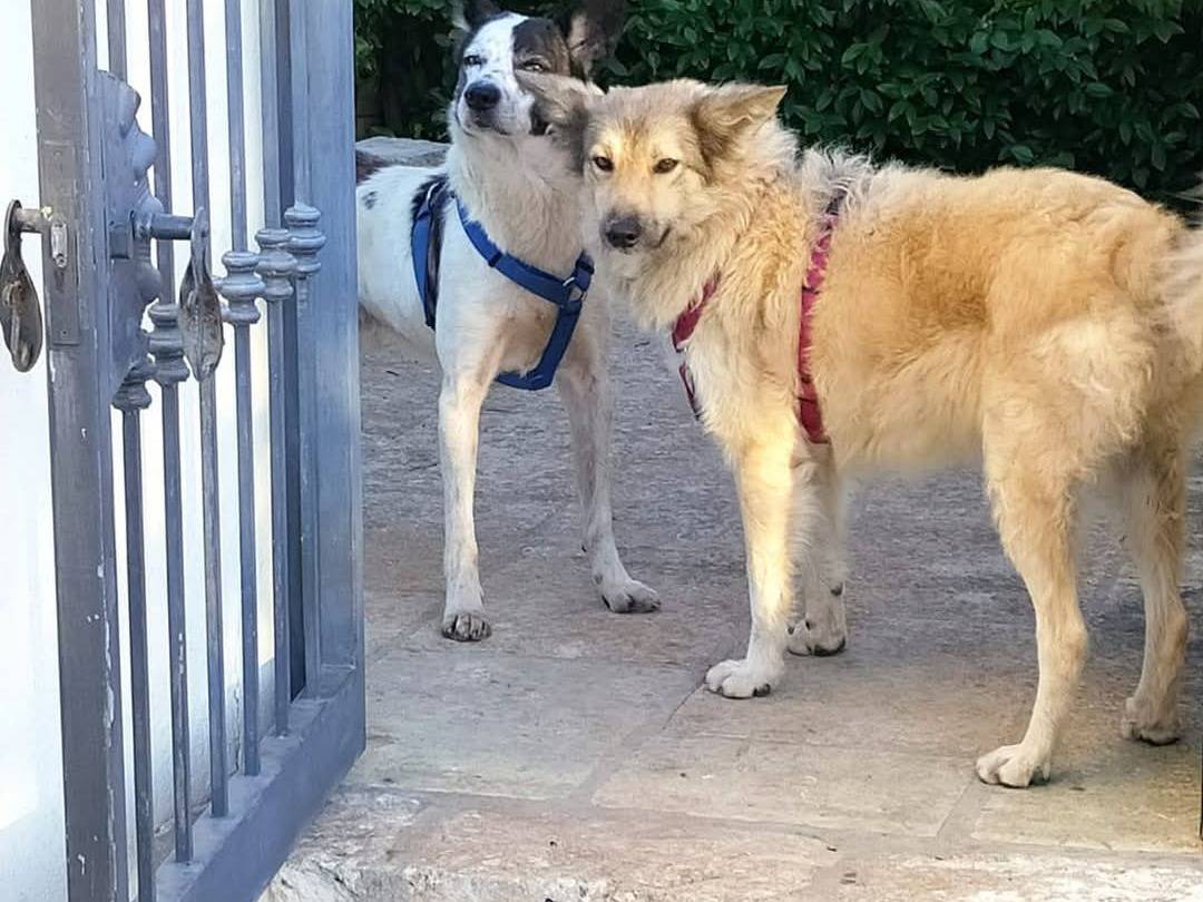 Adotta un cane, taglia media, femmina, Lecce