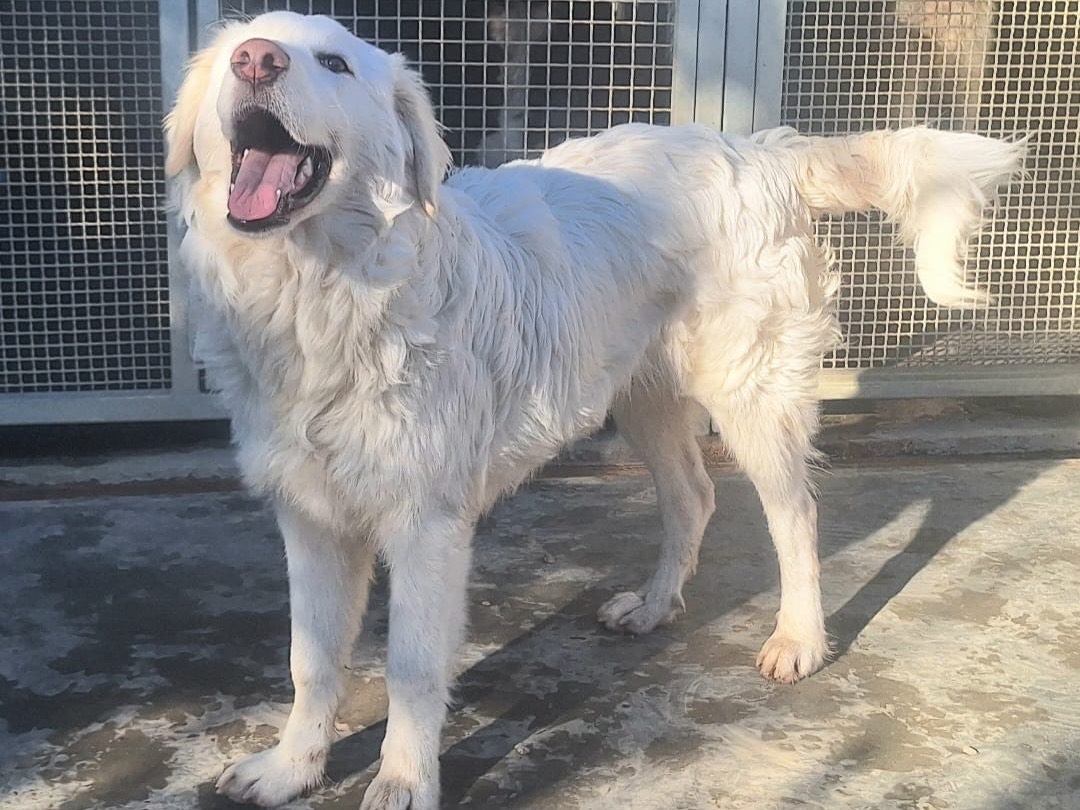 Adotta un cane, femmina, 5 mesi, Teramo