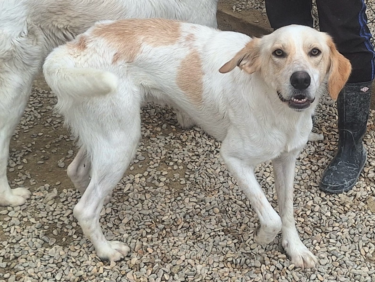 Adotta un cane, maschio, 1 anno e 7 mesi , Teramo