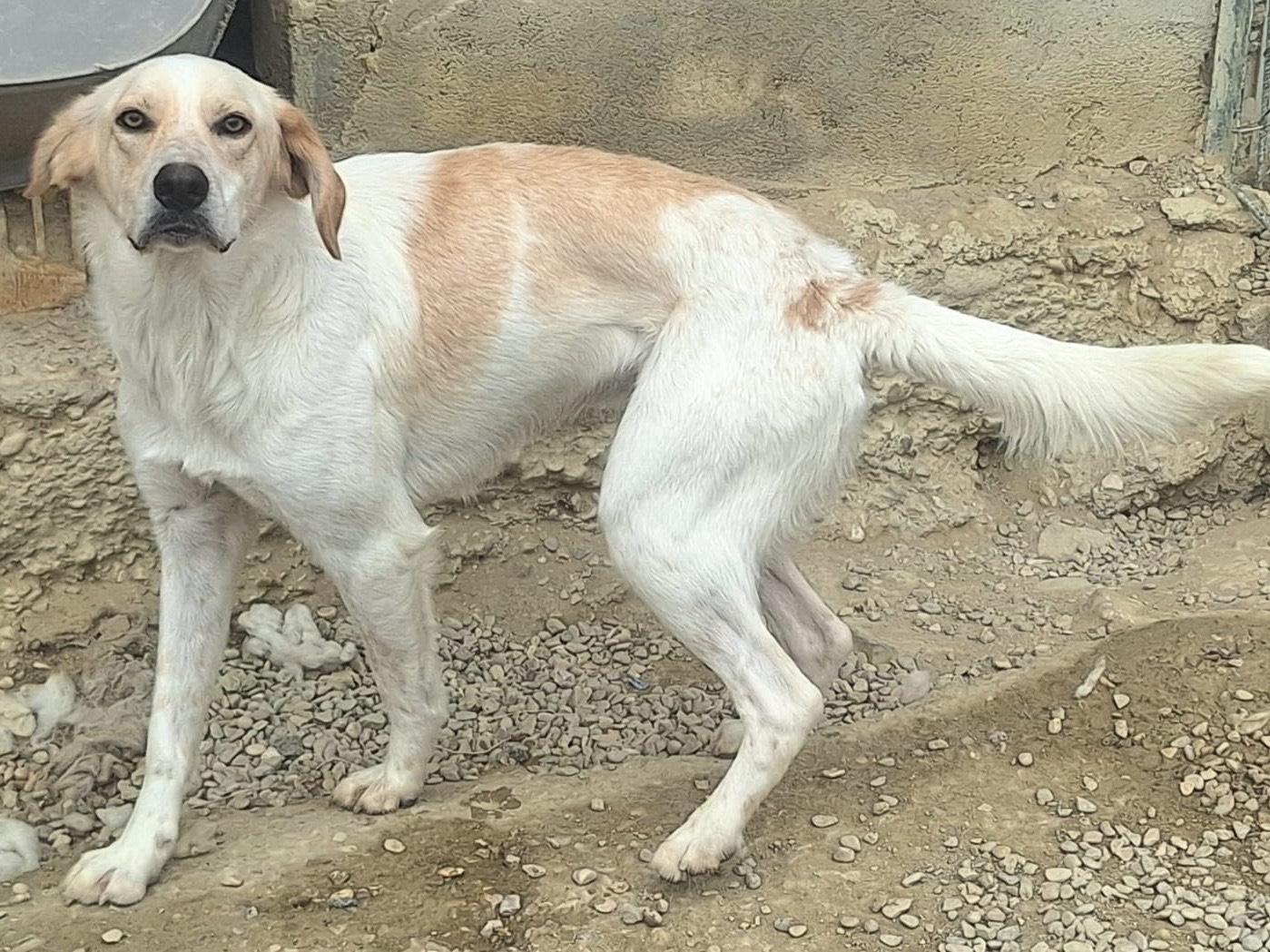 Adotta un cane, taglia media, maschio, Teramo
