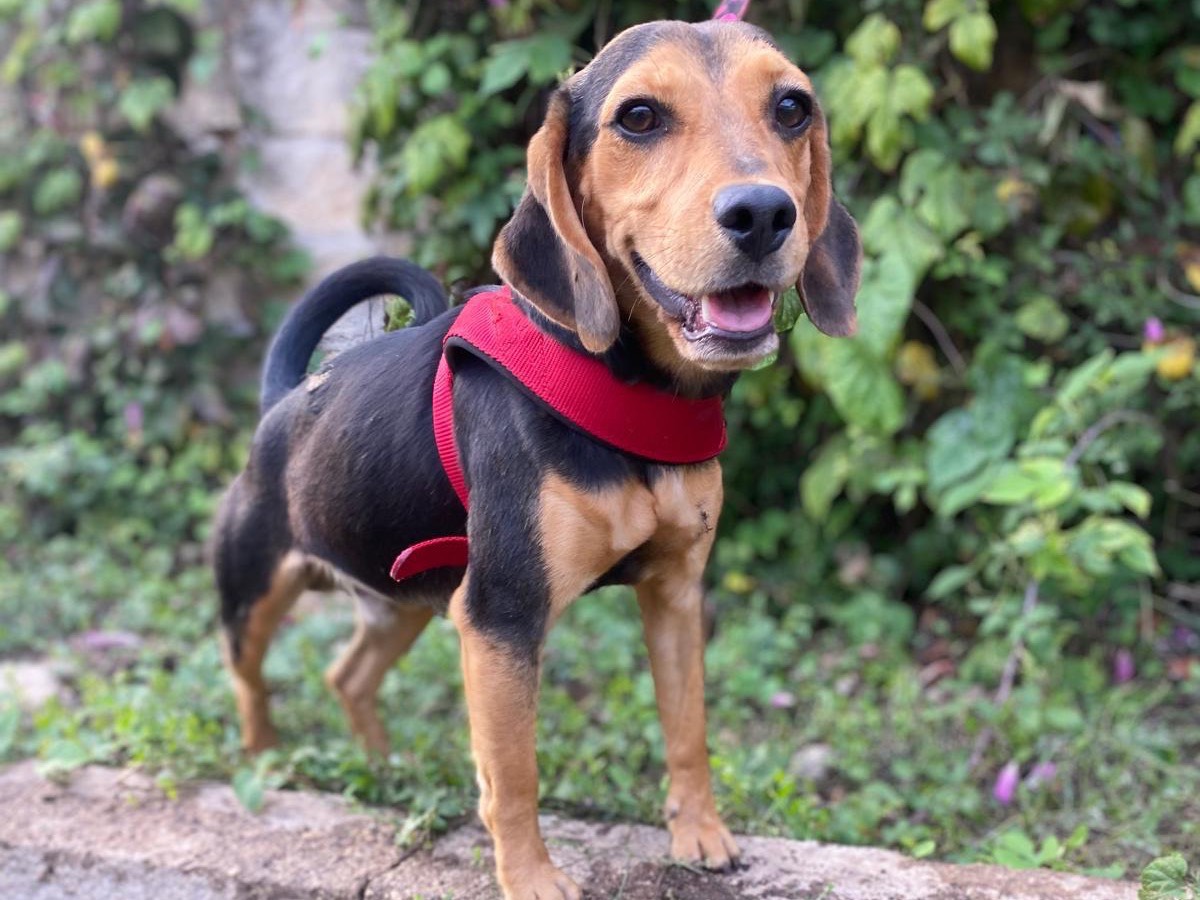 Adotta un cane, maschio, 7 mesi, Siracusa