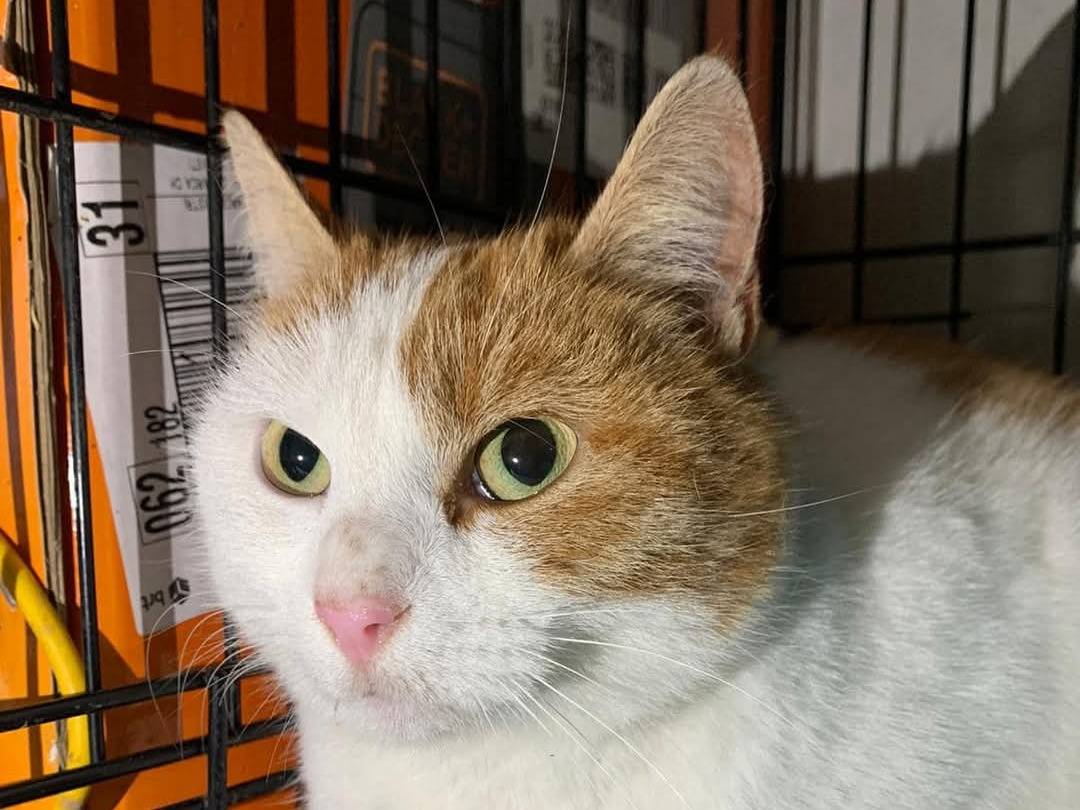 Vuoi adottare un gatto a Chieti?