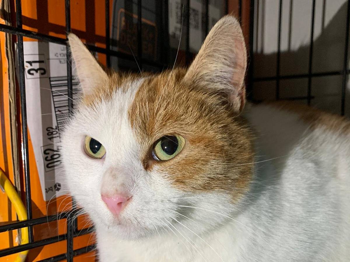 Adotta un gatto, taglia non valida, femmina, Chieti