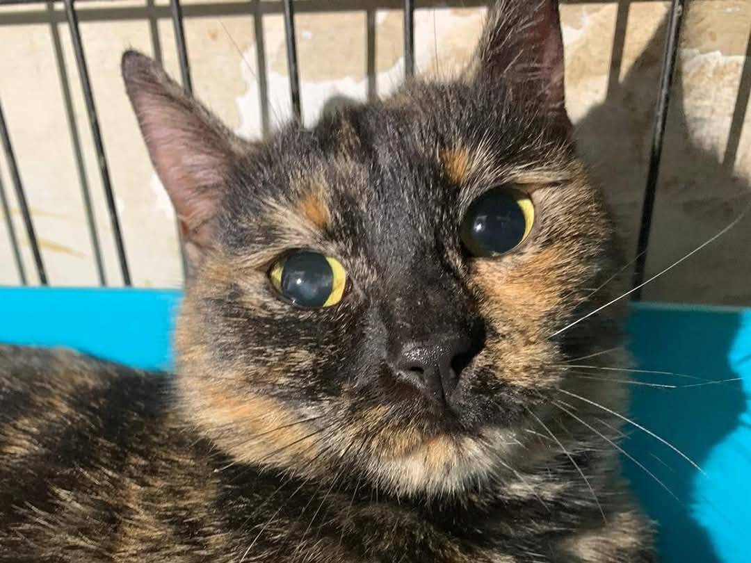 Adotta un gatto, femmina, 2 anni  e 6 mesi , Chieti
