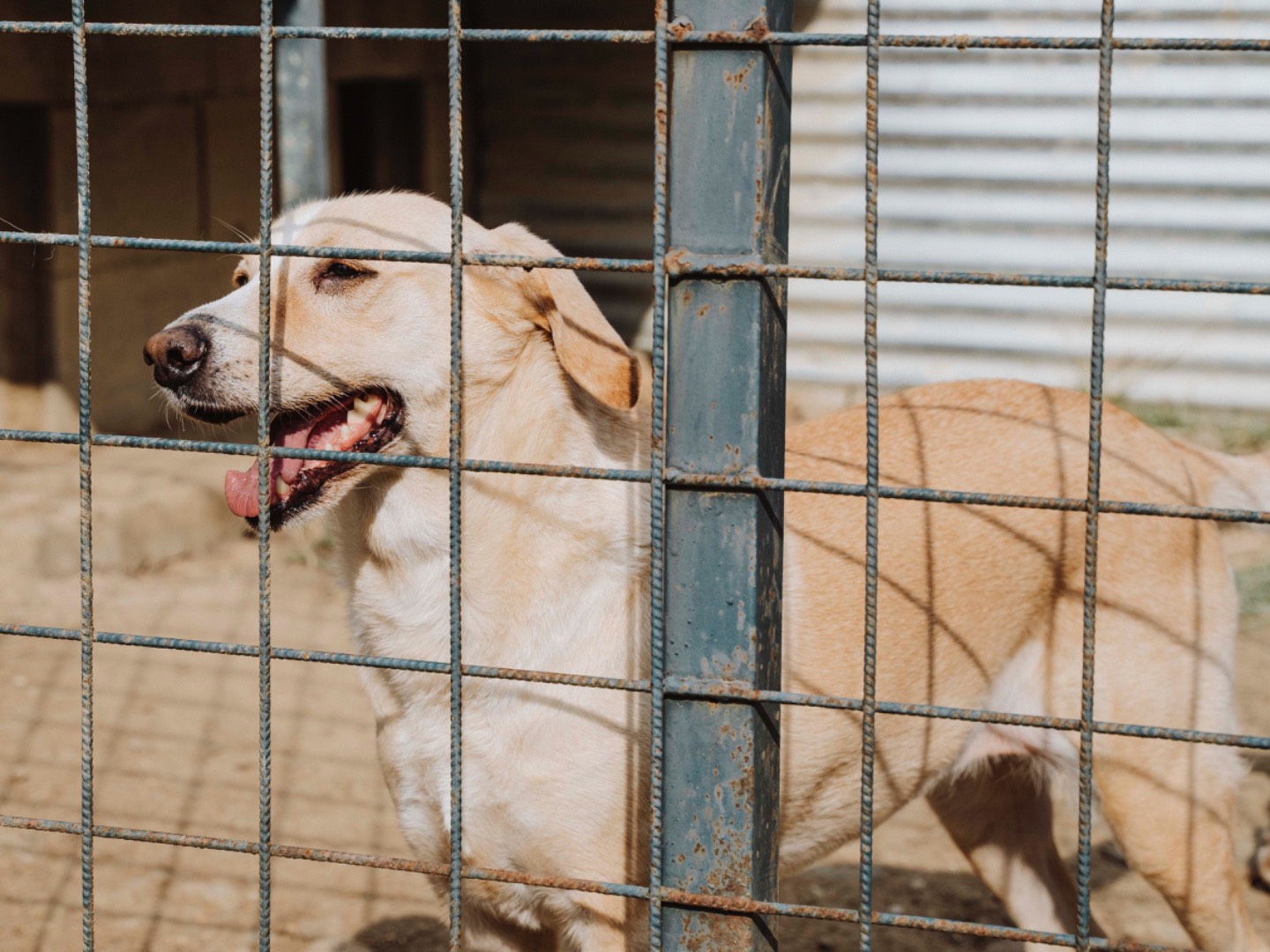 Vuoi adottare un cane a Catania?