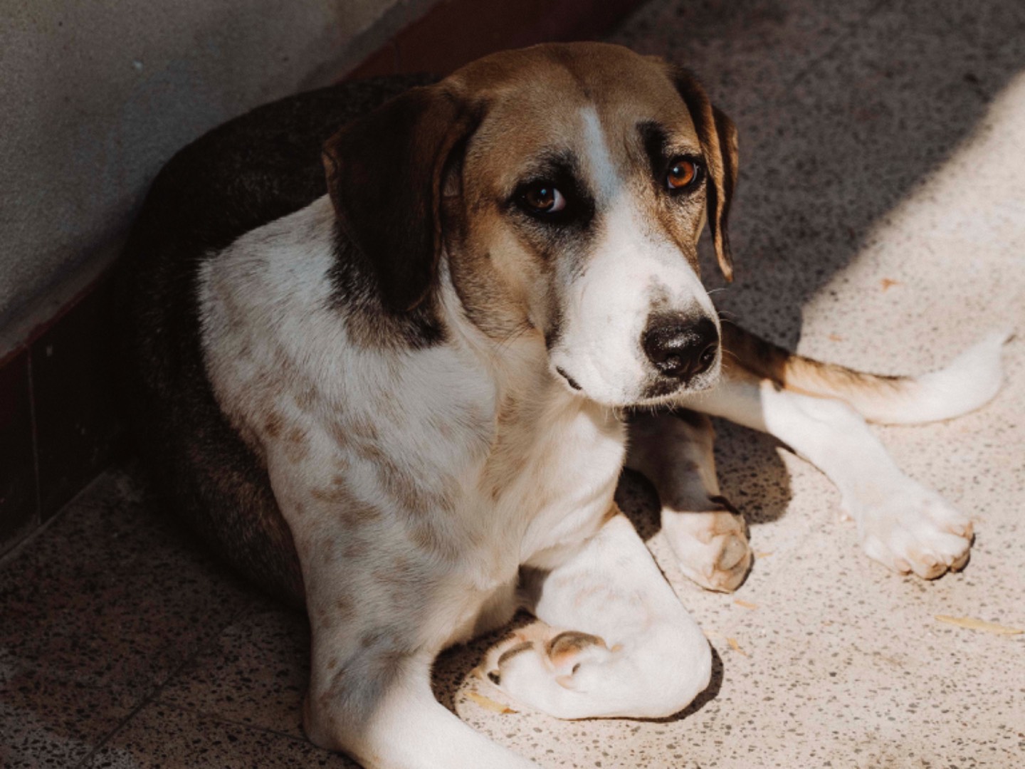 Foto dell'animale