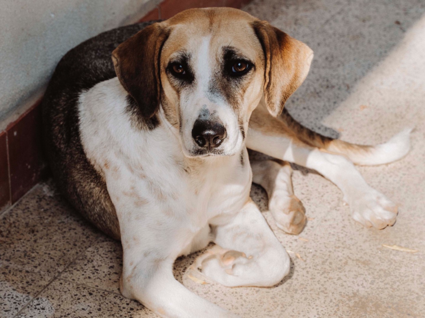 Adotta il cane Ines a Catania