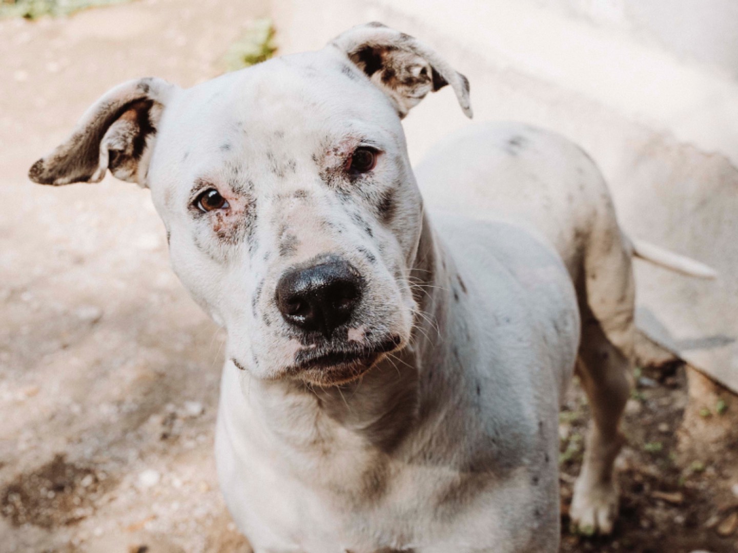 Vuoi adottare un cane a Catania?
