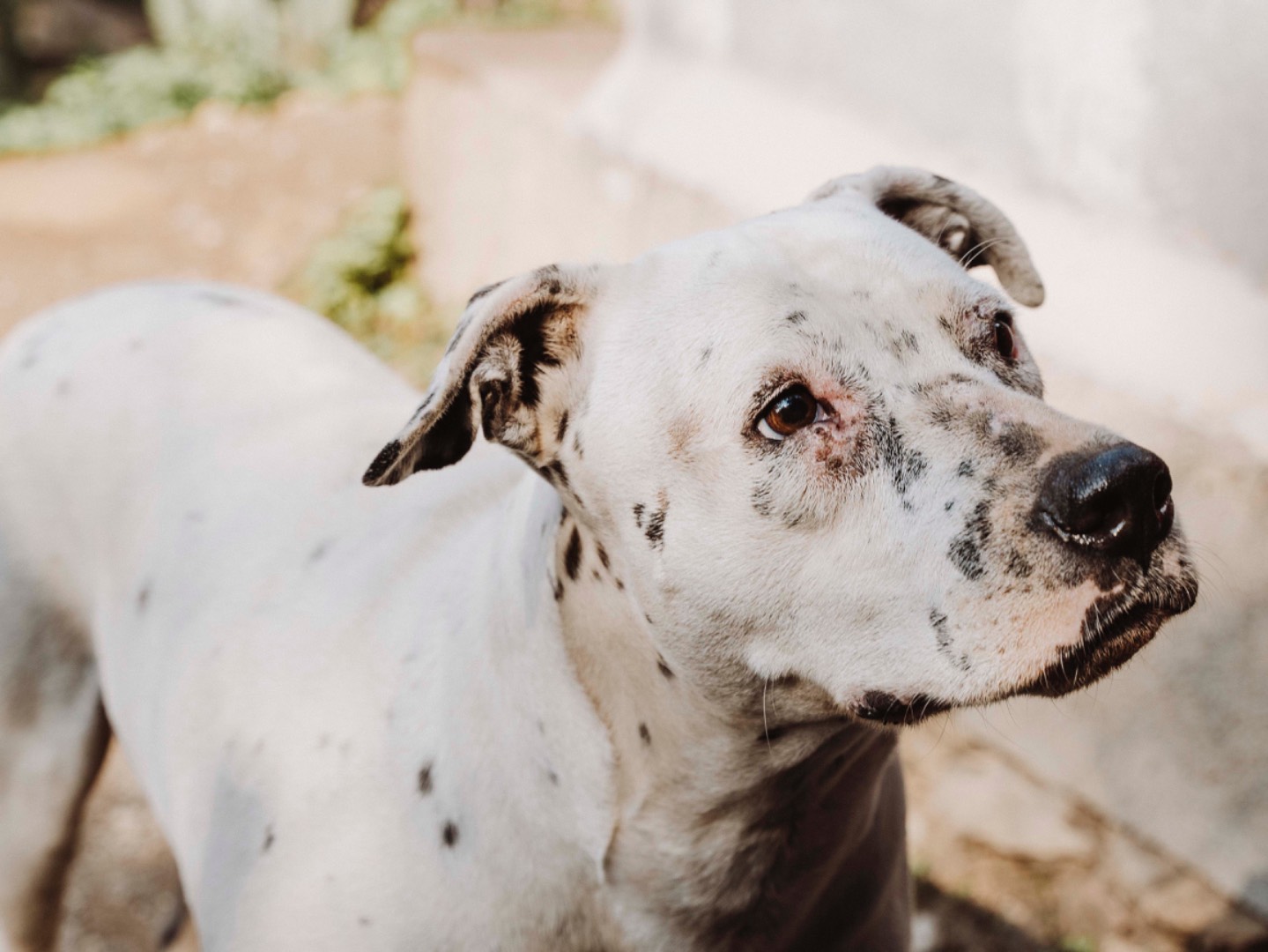 Adotta il cane Azzurra  a Catania