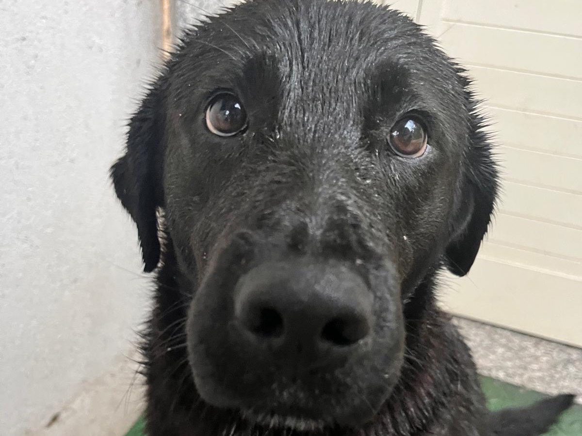 Adotta un cane, maschio, 3 anni  e 2 mesi , Reggio