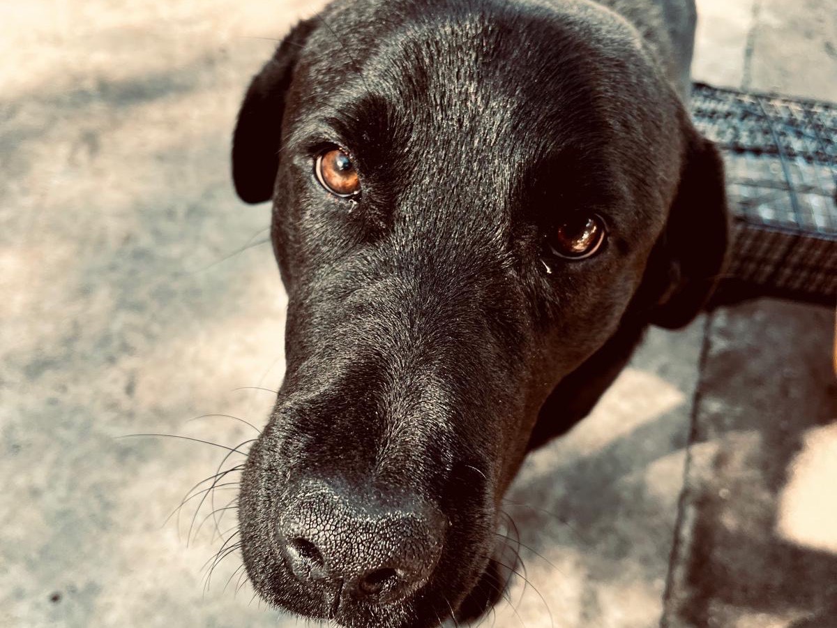 Adotta un cane, taglia media, maschio, Reggio