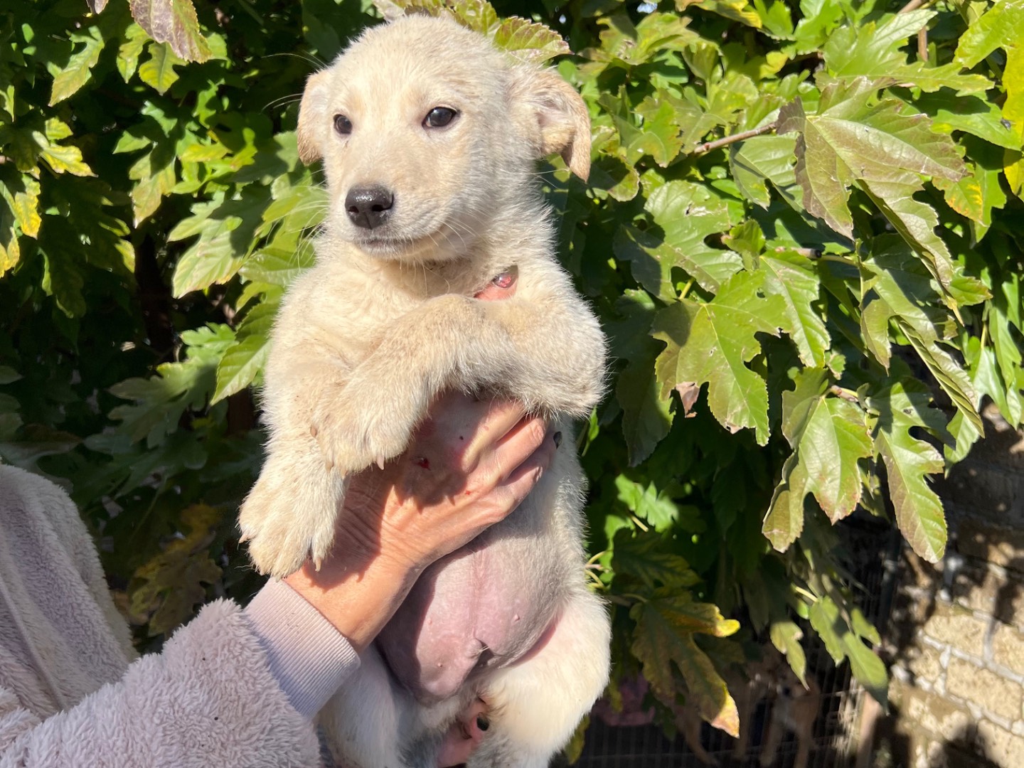 Adozione cane, maschio, Razza sconosciuta Razza sconosciuta, 5 mesi, taglia media contenuta, Roma