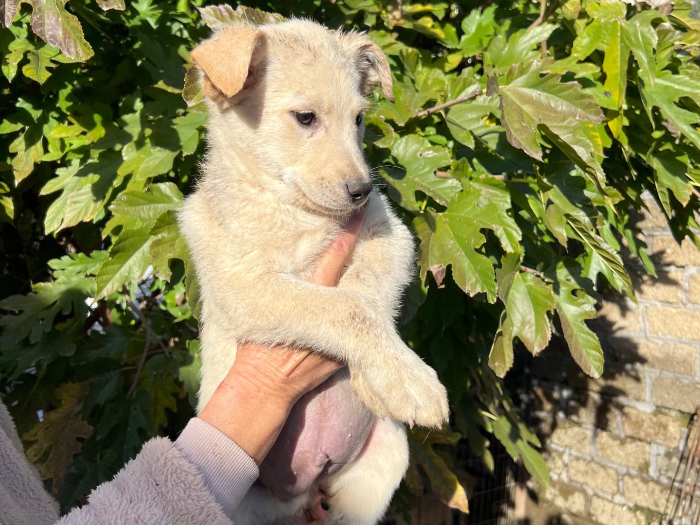 Adotta un cane, maschio, 5 mesi, Roma