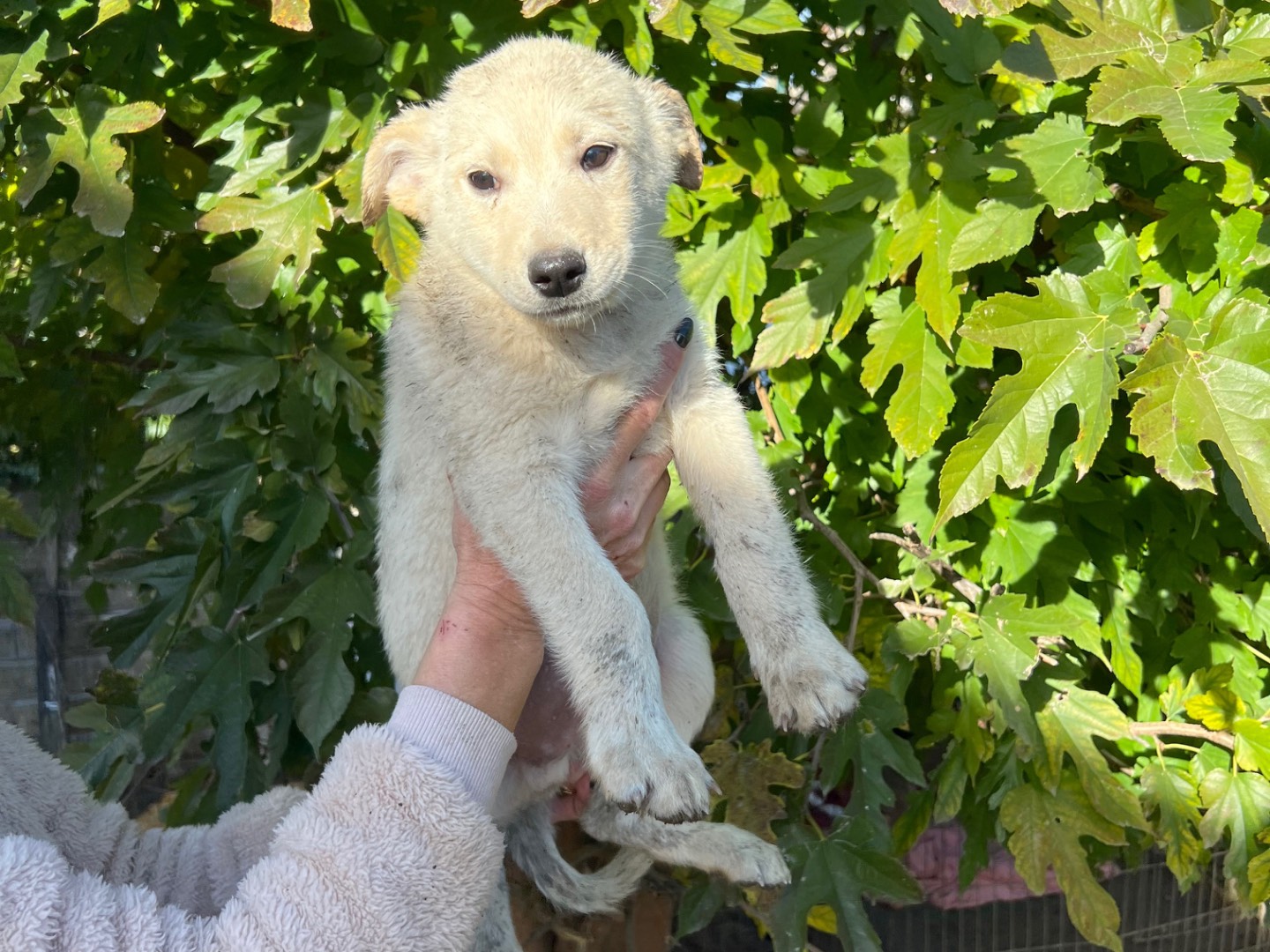 Adotta un cane, taglia media contenuta, maschio, Roma