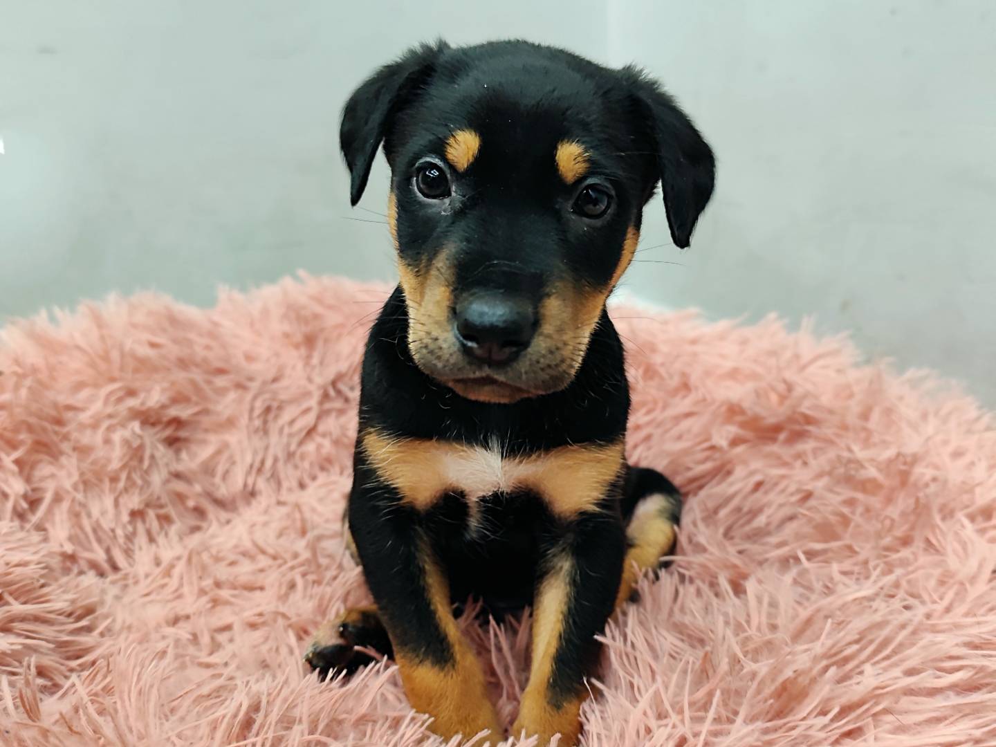 Adotta un cane, maschio, 5 mesi, Messina