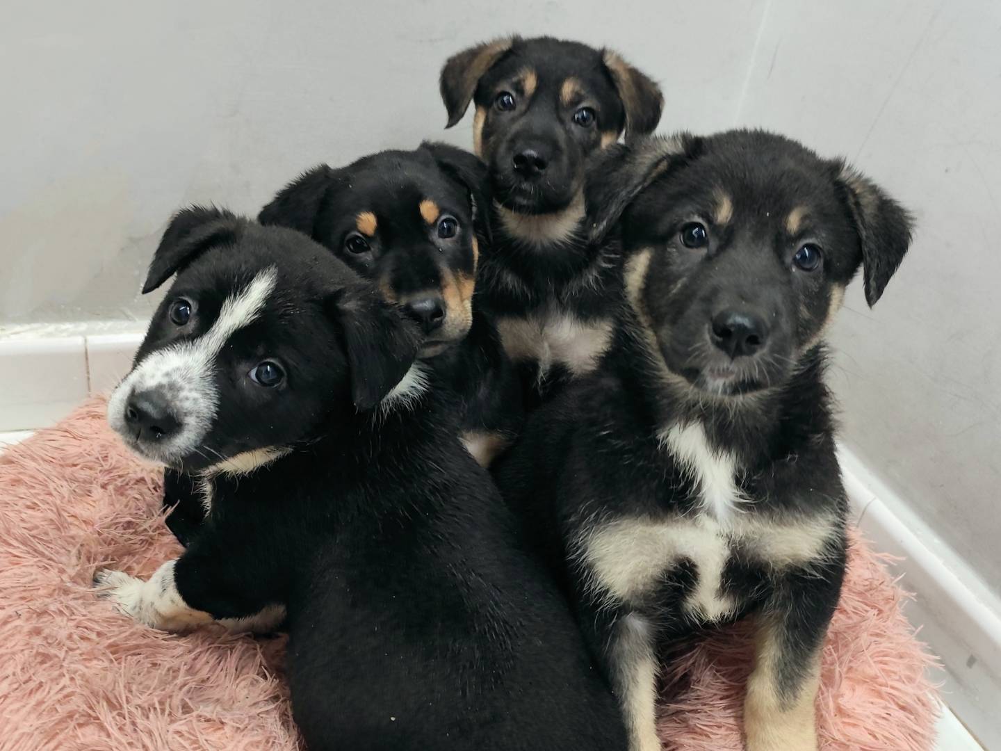 Adotta un cane, taglia grande, maschio, Messina