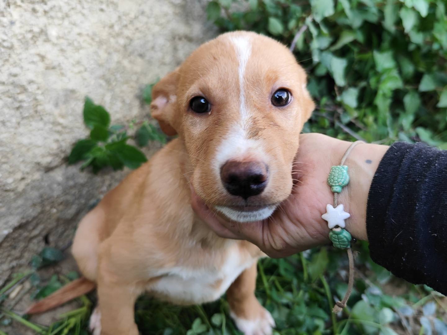 Foto dell'animale