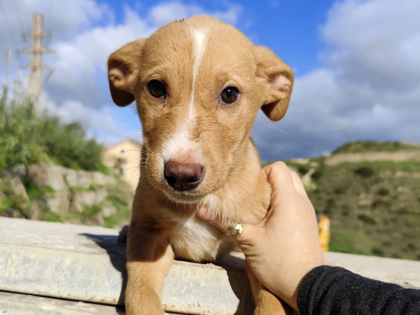 Adotta un cane, maschio, 2 mesi, Messina