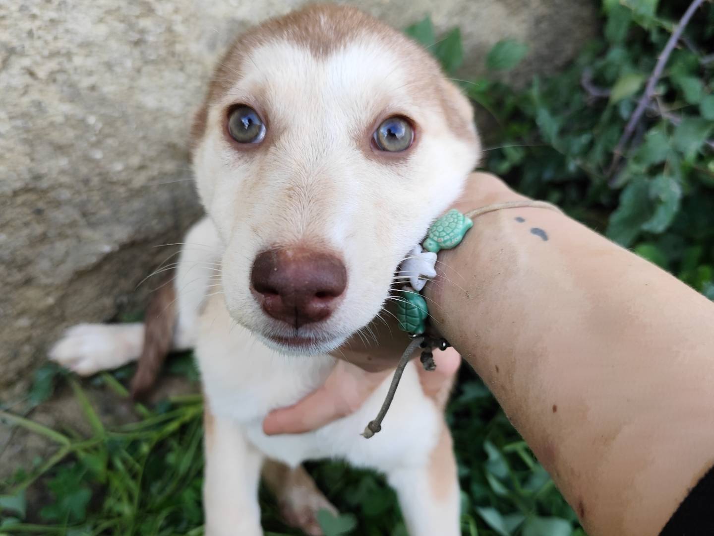 Adozione cane, femmina, Razza sconosciuta Razza sconosciuta, 7 mesi, taglia media, Messina