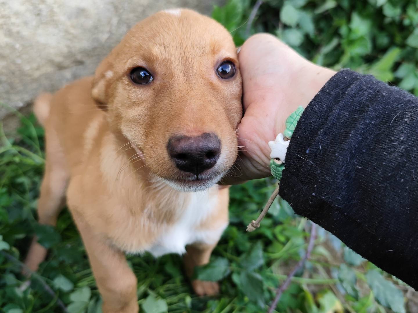 Foto dell'animale
