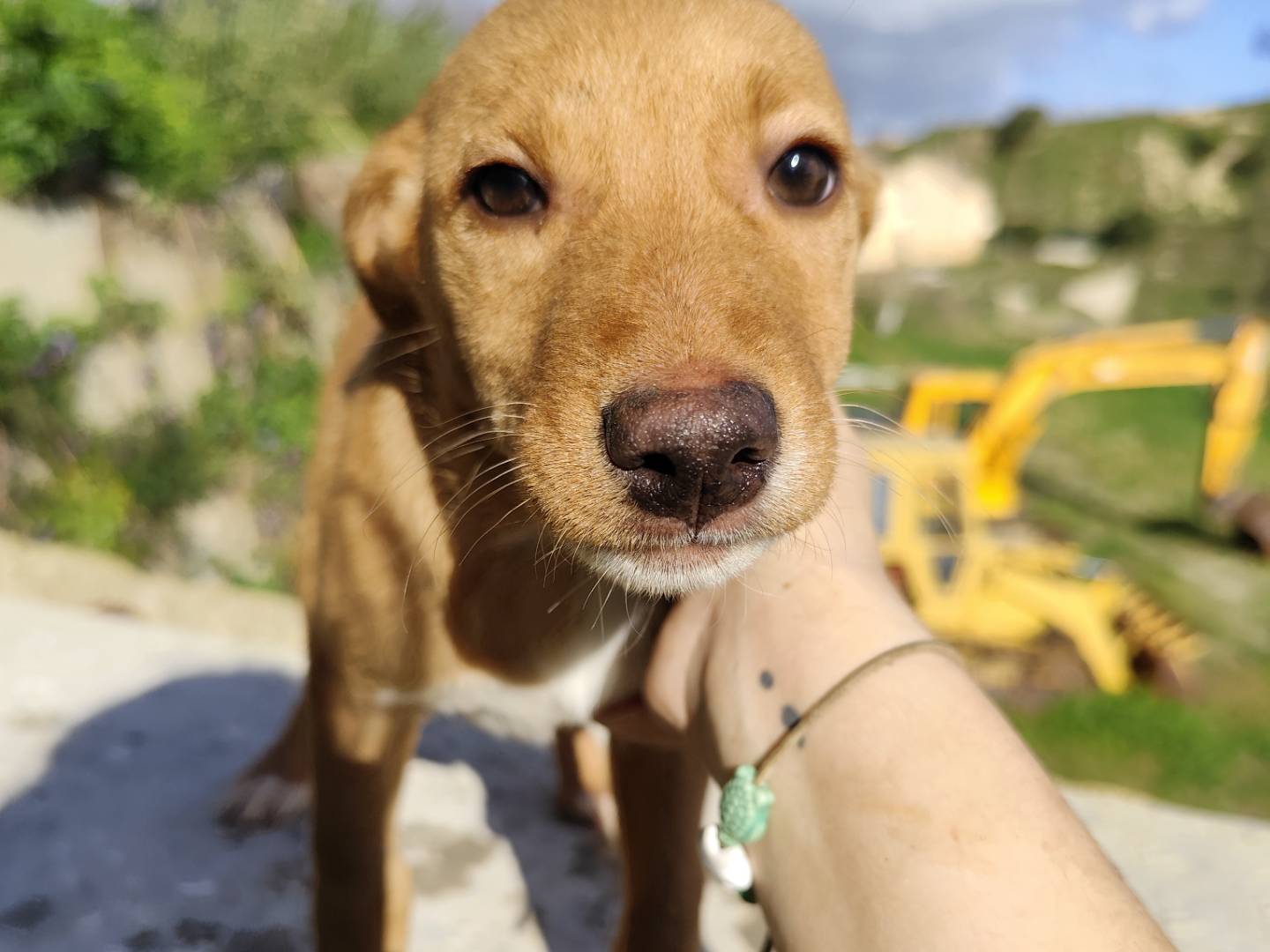 Adotta un cane, femmina, 5 mesi, Messina