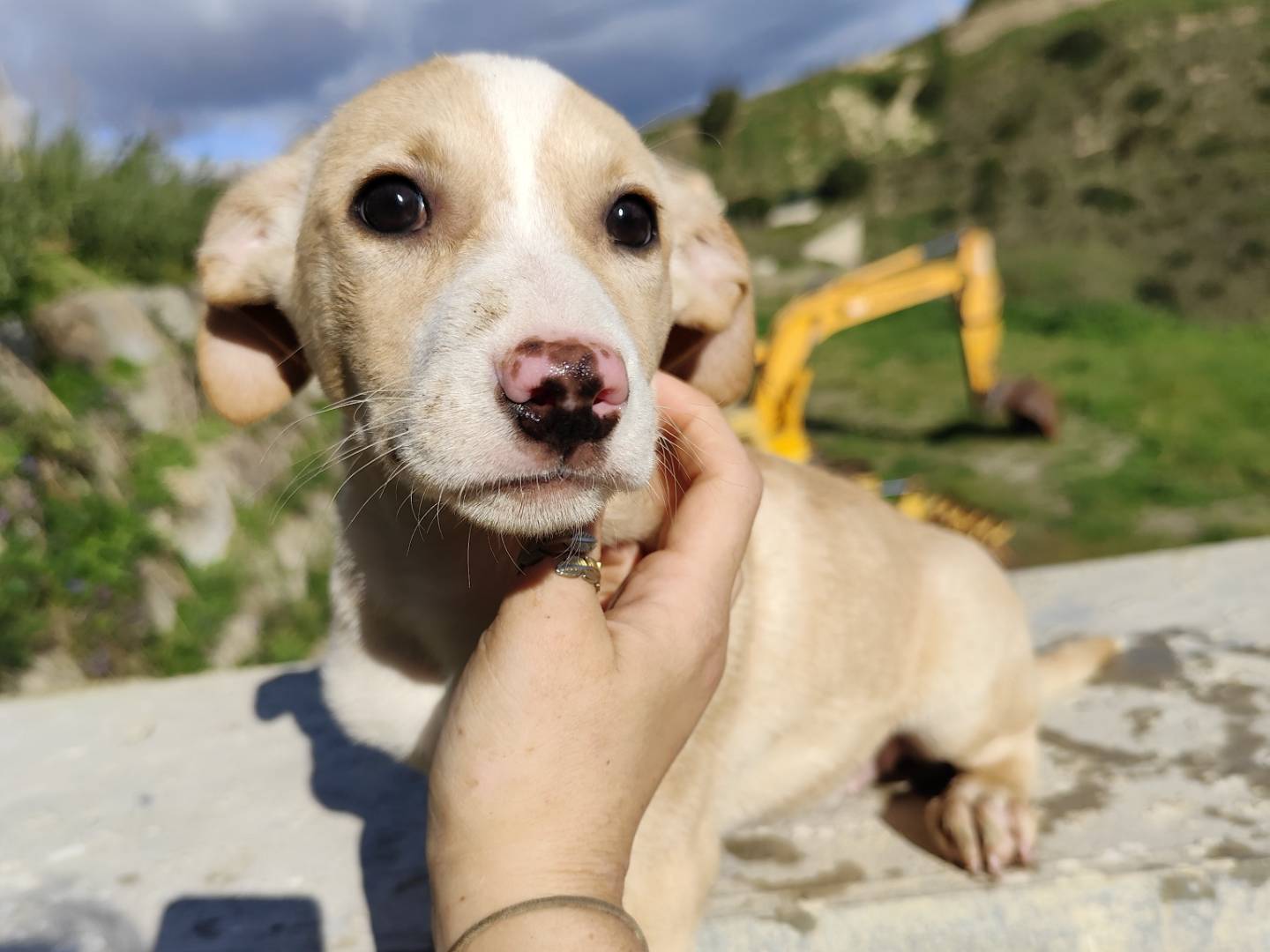 Foto dell'animale