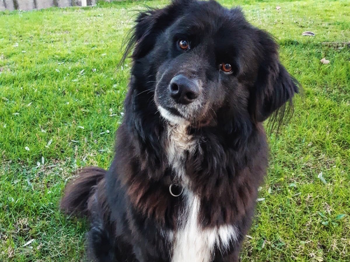 Adotta un cane, maschio, 4 anni  e 10 mesi , Mantova