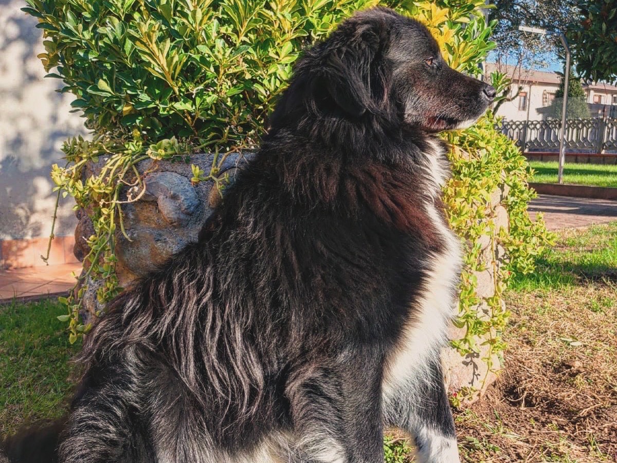 Adotta un cane, taglia grande, maschio, Mantova