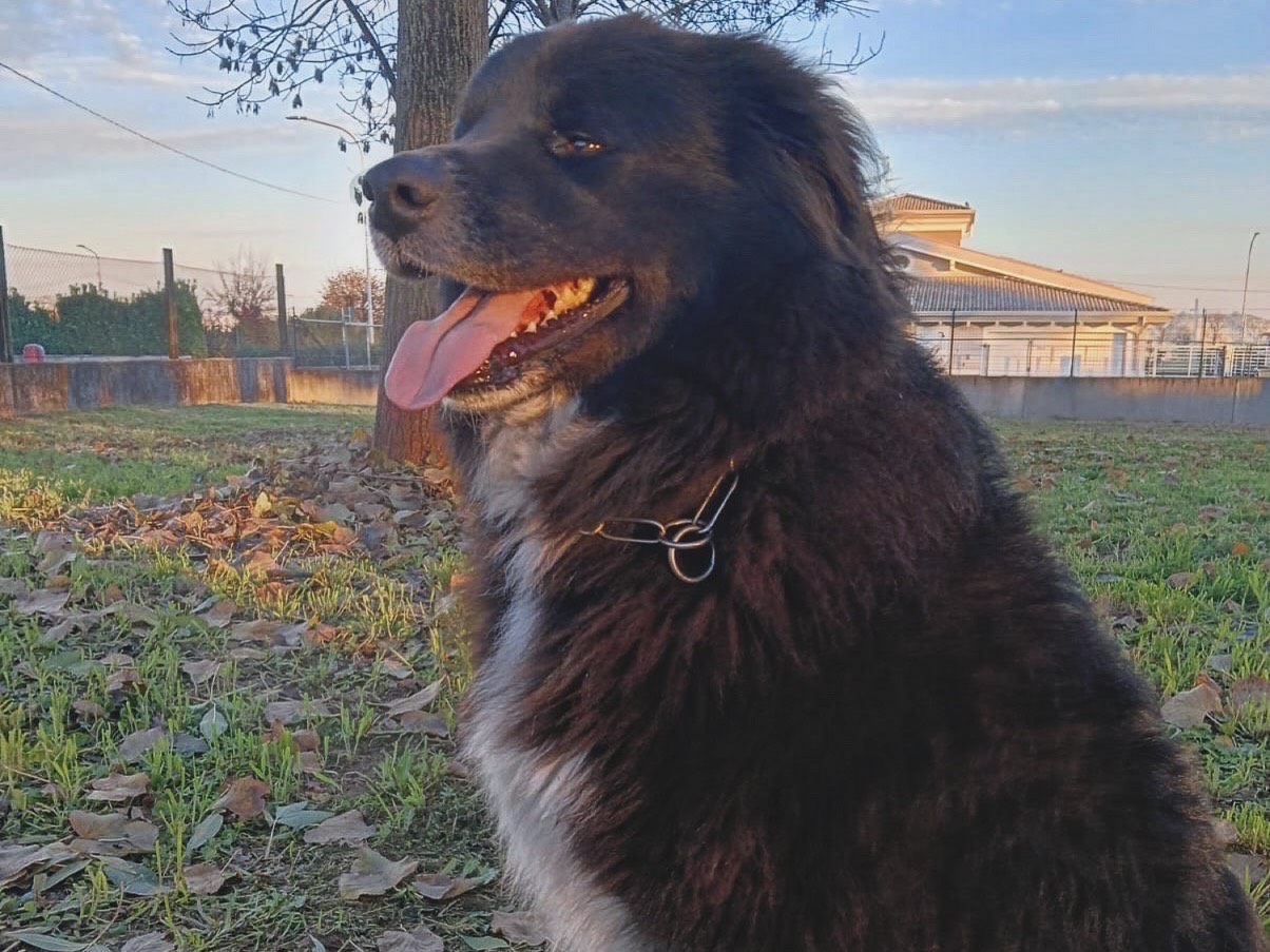 Vuoi adottare un cane a Mantova?