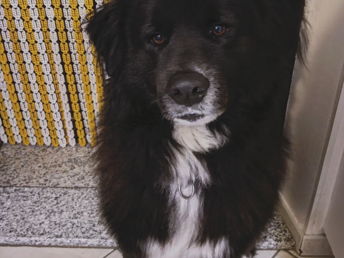 Adotta il cane DROGON a Mantova