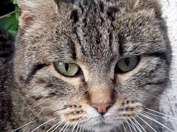 Foto dell'animale