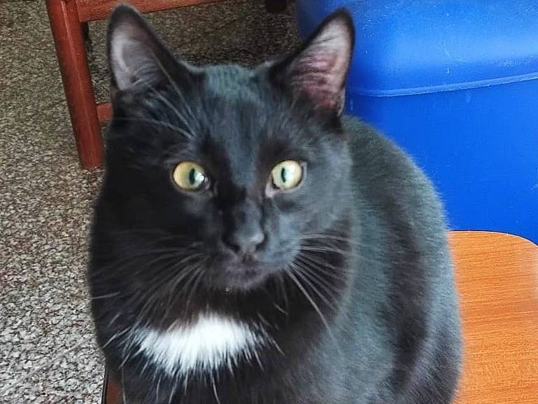 Adotta un gatto, taglia non valida, maschio, Teramo