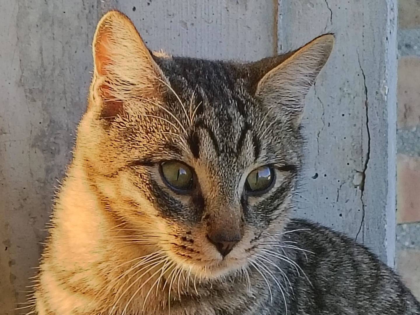 Vuoi adottare un gatto a Teramo?