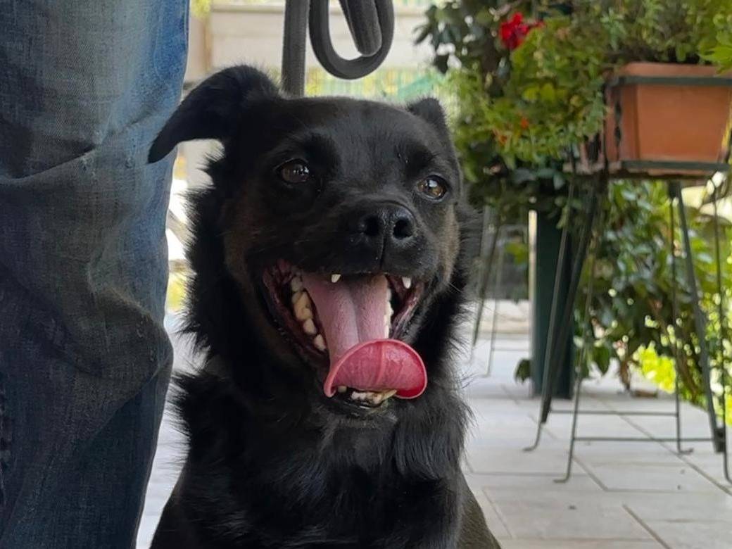 Foto dell'animale