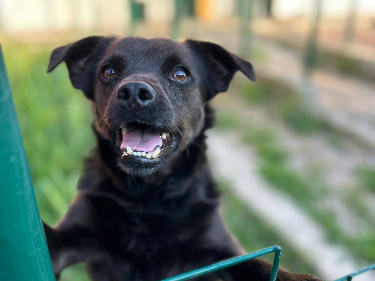 Adotta un cane, maschio, 6 anni , Latina