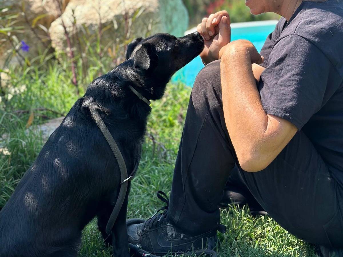 Adotta un cane, taglia piccola, maschio, Latina