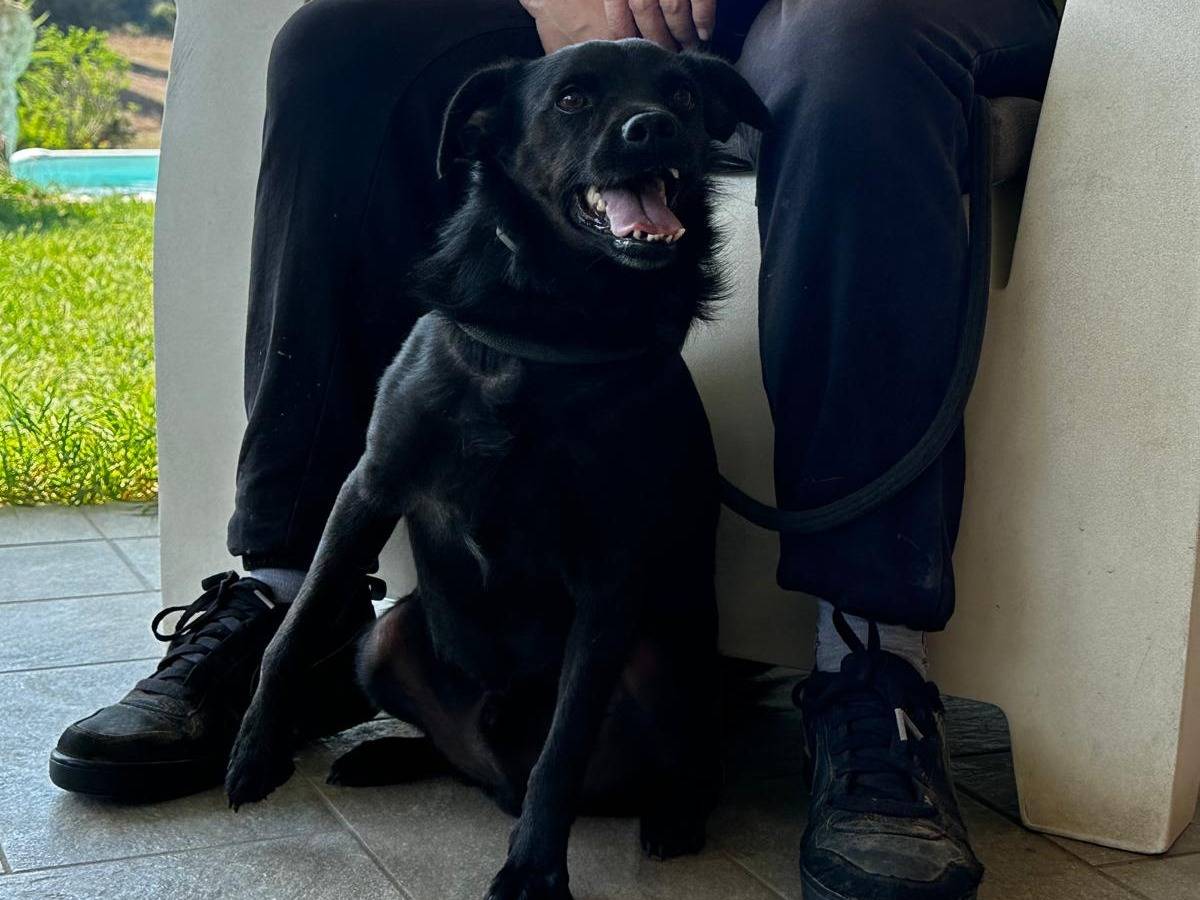 Vuoi adottare un cane a Latina?