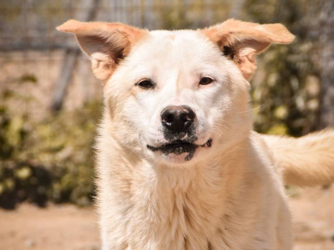 Adotta un cane, taglia grande, maschio, Crotone