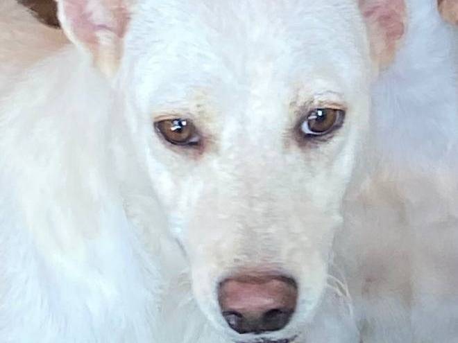 Adotta un cane, femmina, 6 anni  e 5 mesi , Crotone