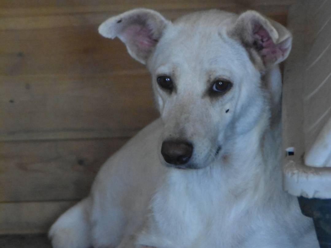 Adotta un cane, taglia media, femmina, Crotone